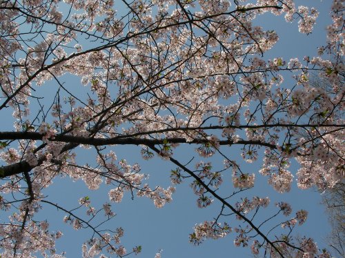 2011年の桜