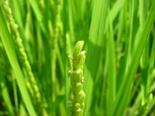 米の花