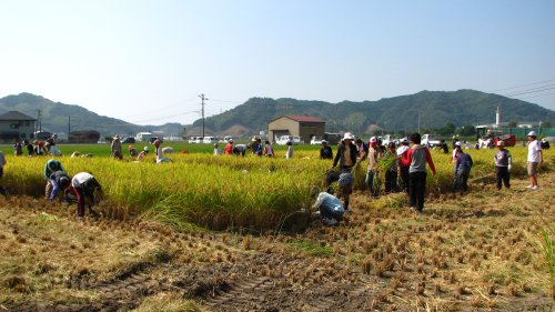 約12aの田んぼの中で自由に稲刈り