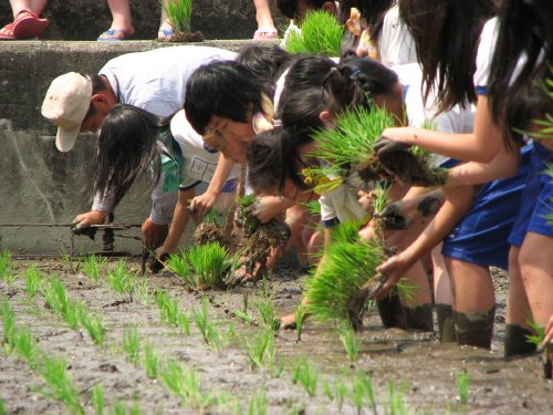 黙々と田植えに集中です