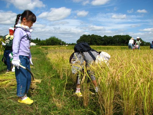 お母さん！ほんまの田んぼの人みたい！