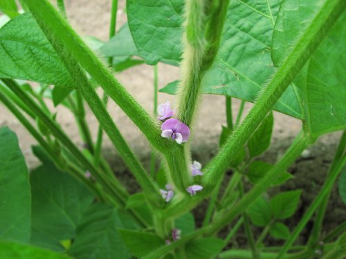 黒豆の花