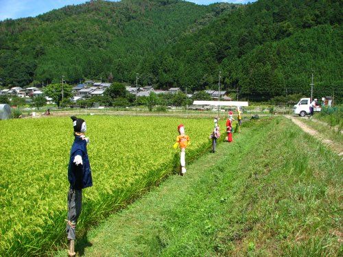 田んぼにかかしはよく似合う