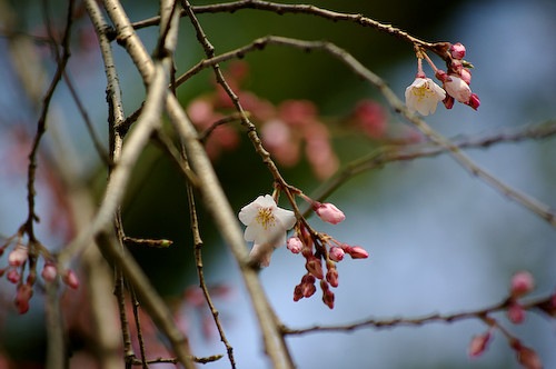 福岡城跡の枝垂れ桜が咲いてました！