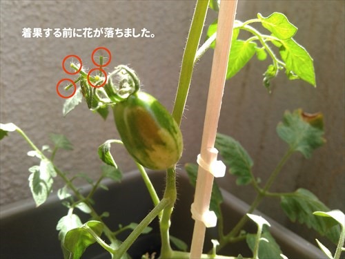 tomato02_R