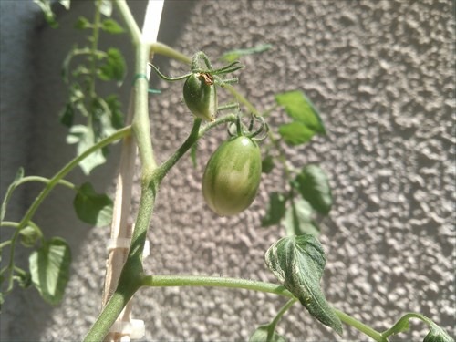 tomato03
