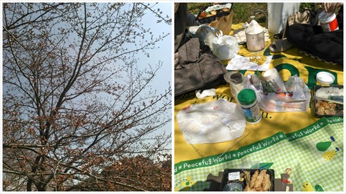 2016_Hanami01