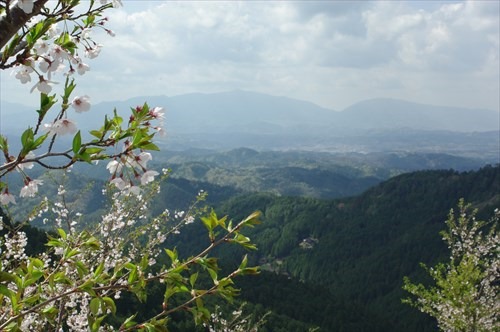 奈良県吉野の千本桜