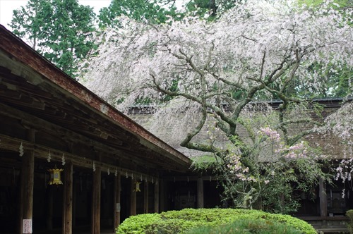 左手が拝殿、奥が幣殿、そして枝垂れ桜