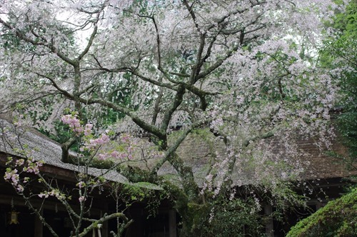 中庭のような境内に咲く枝垂れ桜