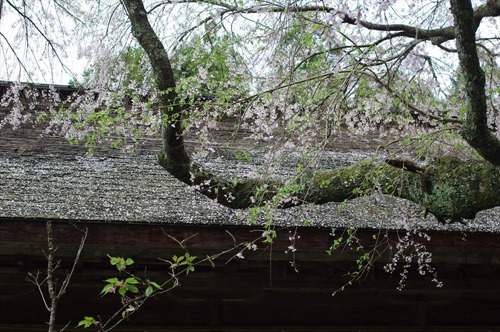 拝殿の屋根を散り染める桜が美しい