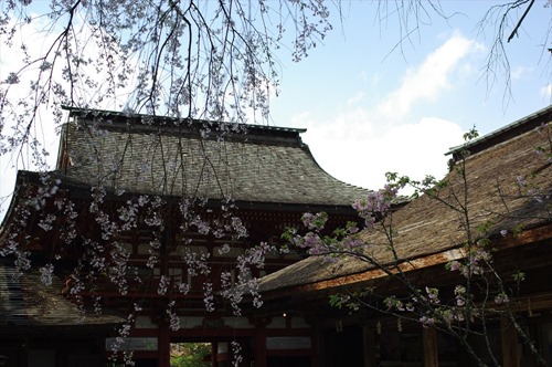 境内から桜門を望む