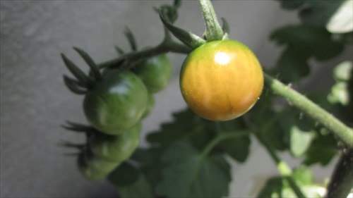 20160626tomato