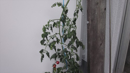 20160701_tomato02